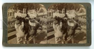 484462 1905 feathered ostrich USA Florida Jacksonville Underwood STEREO PHOTO