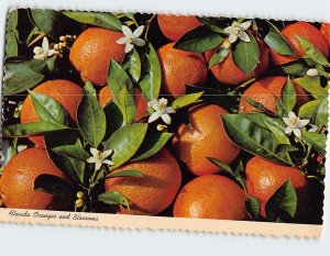 Postcard Florida Oranges and Blossoms Florida USA