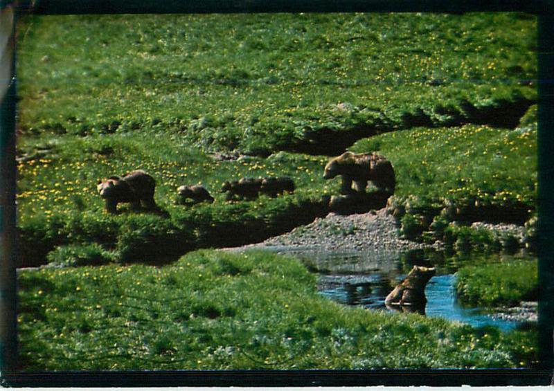 Grizzly Bear Family and 4 Cubs Rocky Mountains Washington   Postcard  # 6668