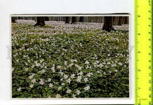 425128 GERMANY plant flowers Anemone nemorosa Hermann Fischer CIGARETTE Tobacco