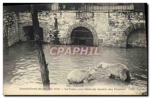 Postcard Old Bear Paris Floods January 1910 bear pit of garden plants