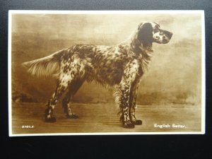 Dog Portrait ENGLISH SETTER - Old RP Postcard by Valentine 5787V 