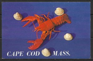 Massachusetts, Cape Cod - Lobster & Shells - [MA-122]