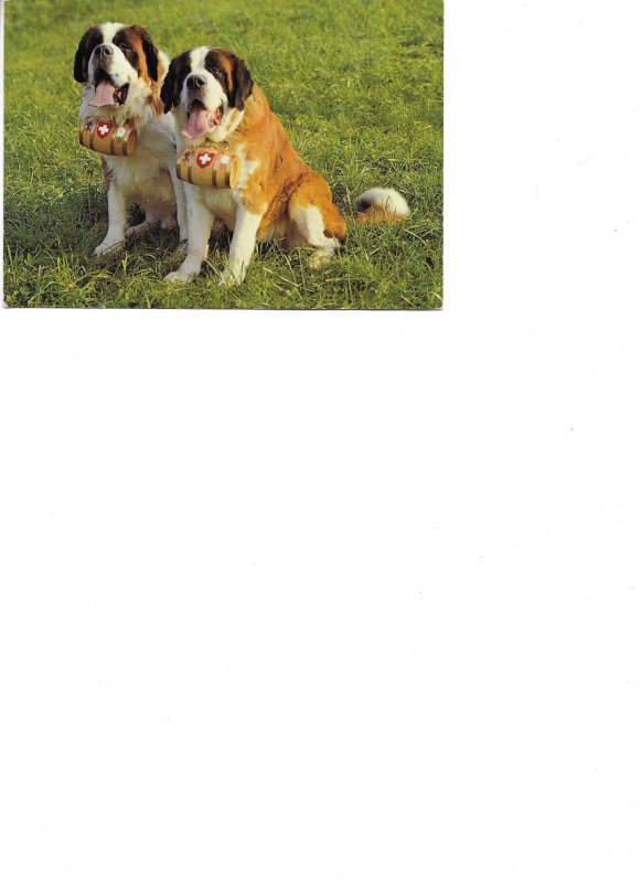 Two St. Bernard dogs Moderm Swiss advertising photo postcard