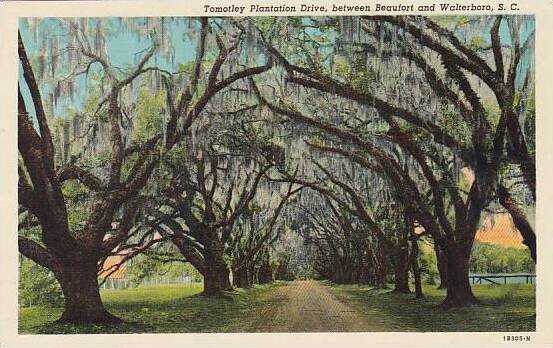 South Carolina Beaufort Tomotley Plantation Drive Between Beaufort And Walter...