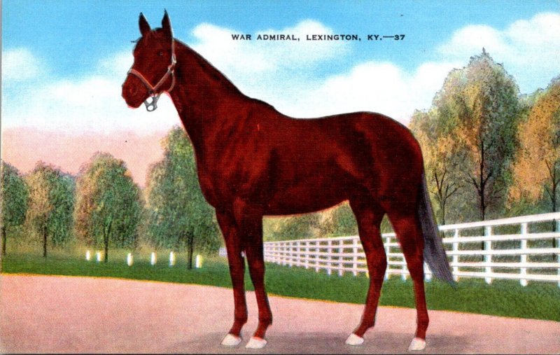 Horses War Admiral Undefeated As A Three Year Old Voted Outstandi...