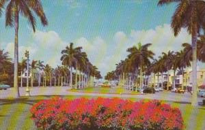 Florida Palm Beach Royal Poinciana Way 1958