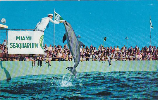 Porpoises Leap For Food Miami Seaquarium Florida