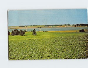 Postcard Potato crops and this fields of plants in bloom at Hampton Canada