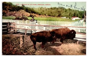 1909 Buffalo in City Park, Zoo, Portland, OR Postcard