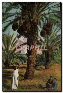 Algeria Old Postcard Scenes and Types picking dates