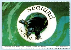 VICTORIA, B.C. Canada ~ SEALAND Pepper Baby Harbour Seal 4x6 Postcard c1970s