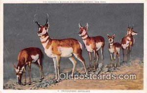 American Museum of Natural History, NY, USA Pronghorn Antelope Unused 