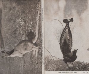 The Australia Lyre Bird Most Beautiful Wallaby 2x Old Postcard s