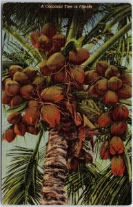 VINTAGE POSTCARD A COCOANUT TREE IN MIAMI FLORIDA IMAGE 1930s CURT TEICH