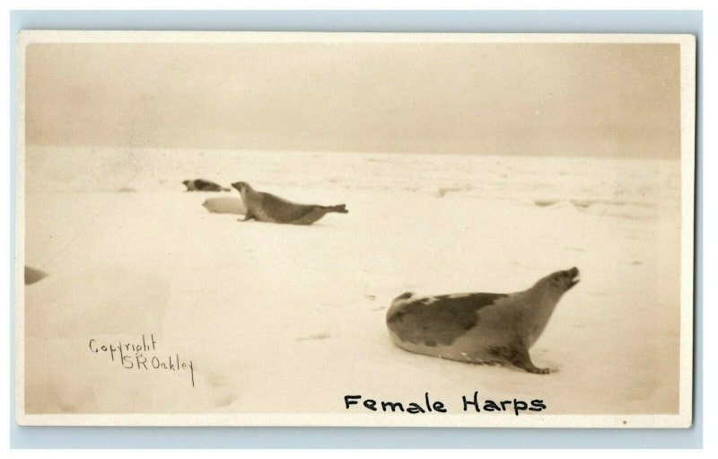 C.1905-10 RPPC Female Harp Seals on The Tundra Antarctic S.R. Oakley NOKO F94 