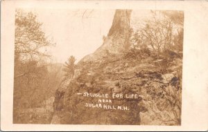 RPPC Tree Growing From Stone Near Sugar Hill NH Vintage Postcard V66