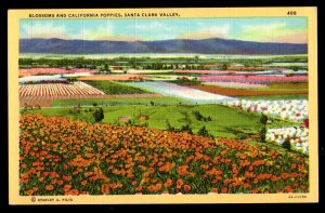 California SANTA CLARA VALLEY Blossoms and Poppies Valley of Heart's Delight