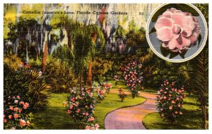 Florida  Cypress Gardens Camellia Japoniica's Lane
