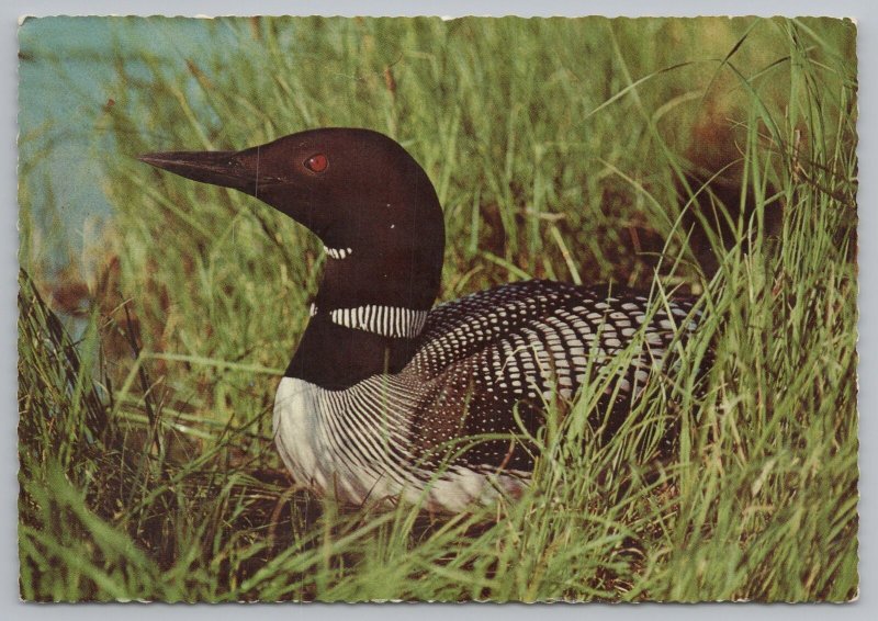 Animal Bird~Alaska: Common Loon on Shore to Nest~Continental Postcard 