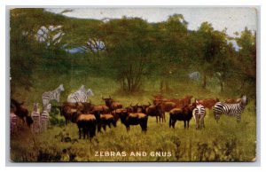 Zebras and Gnus Seen on Roosevelt Tour Uganda Africa UNP DB Postcard K18