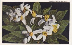 Florida Orange Blossoms In Florida