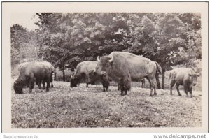 New York Catskill Buffalo At Catskill Game Farm Photo