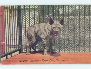 Divided-Back ZOO SCENE Chicago Illinois IL AG1967