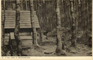 canada, Newfoundland, Fox Farm (1920s) Raphael Tuck Postcard