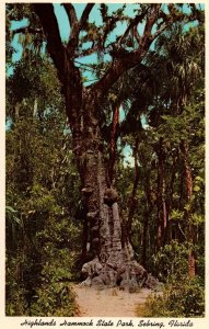 VINTAGE POSTCARD GIANT OAK HIGHLANDS HAMMOCK STATE PARK SEBRING FLORIDA