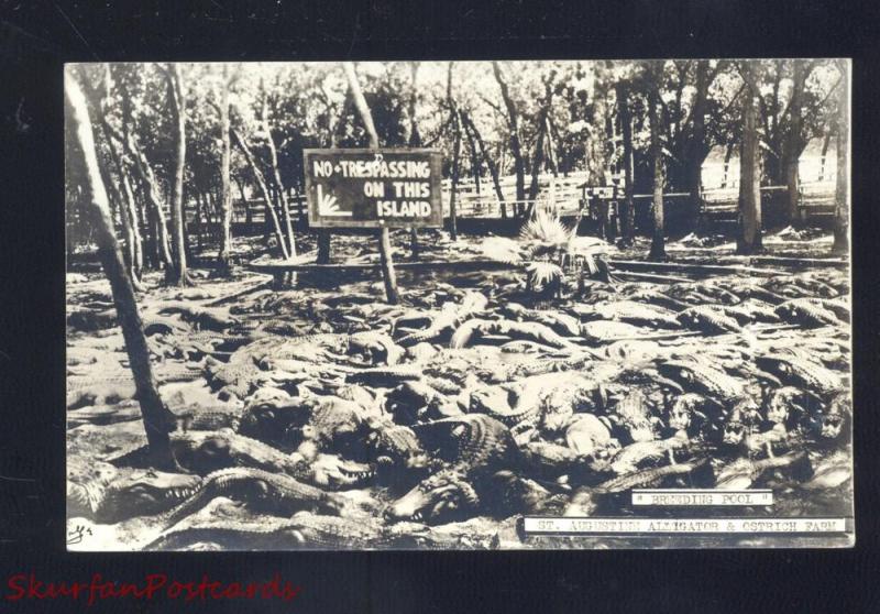 RPPC ST. AUGUSTINE FLORIDA ALLIGATOR PARK FARM VINTAGE REAL 