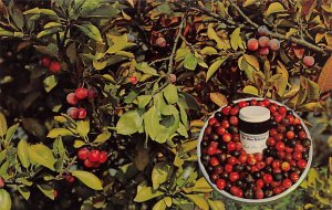 Beach Plums Cape Cod, Massachusetts, USA Fruit Unused 