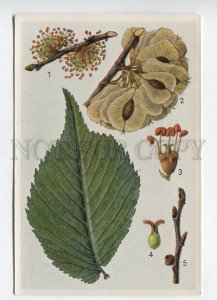 428051 Flower Ulmus montana Vintage Sammelwerk Tobacco Card w/ ADVERTISING