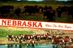 Nebraska Where The West Begins Split View Showing Buffalo Herd and Cattle