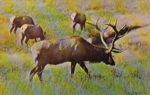 South Dakota Adult Male Elk