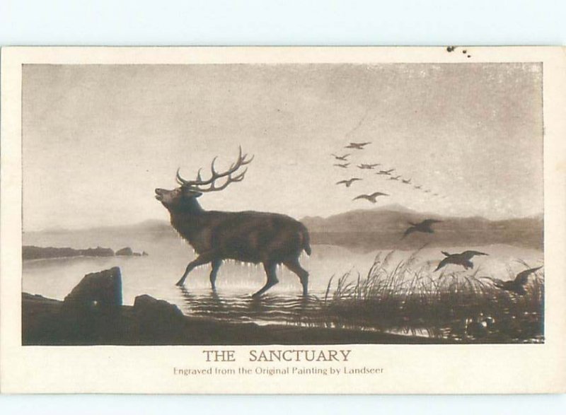 Divided-Back ANIMAL SCENE Great Postcard AA9550