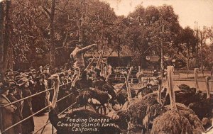 FEEDING ORANGES CAWSTON OSTRICH FARM CALIFORNIA FEATHERS POSTCARD (c. 1910)