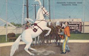 Texas Gainesville Performing Horse Gainesville Community Circus Curteich