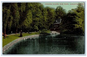 1912 Feeding Ducks Elm Park Worcester Massachusetts MA Antique Postcard