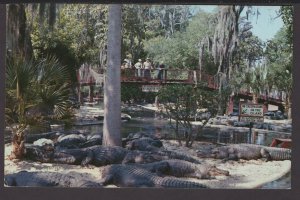 Florida St. Augustine Alligator and Crocodiles Farm established 1893 - Chrome