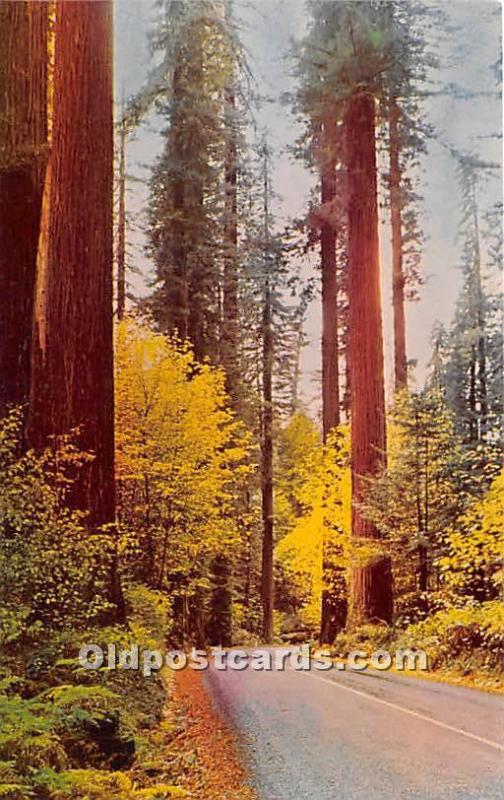 Avenue of Giants in Autumn Logging, Timber Unused 