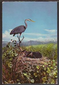 Great Blue Heron Postcard BIN 