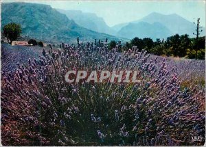 Postcard Modern Reflections of the French Riviera Country Lavender A beautifu...