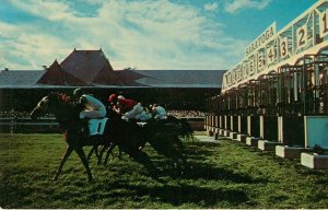 c1950s Start of A Race Saratoga Race Track Saratoga Springs, NY Vintage Postcard