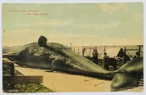 Houston Texas Seventy Foot Whale c1914 Whaling Houston TX Postcard U9