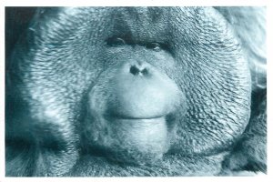 Animals postcard ape monkey