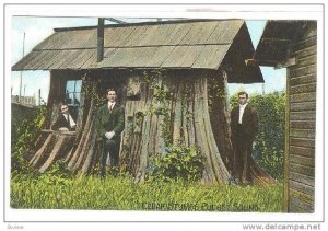 Cedar Stumps,Pudget Sound,Washington,00-10s