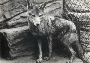 Photo Postcards Animals wolves wolf  hyena jackal x 4