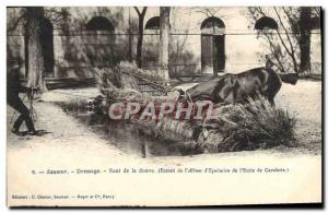 Old Postcard Saumur Horse Equestrian Dressage Jumping fluke