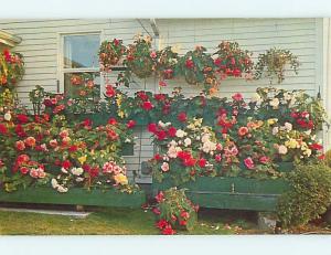 Pre-1980 BEGONIA FLOWER DISPLAY AT COUNTY FAIR MOTEL Damariscotta Maine ME Q7452